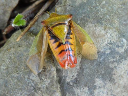 Acanthosoma haemorrhoidale